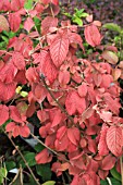 VIBURNUM PLICATUM TOMENTOSUM MARIESII