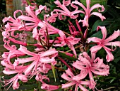 NERINE BOWDENII