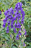 ACONITUM CARMICHAELII ARENDSII