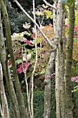 ARALIA ELATA, JAPANESE ANGELICA TREE, AUTUMN COLOUR WITH FLOWERS, SHOWING SUCKERING STEMS, SEPTEMBER