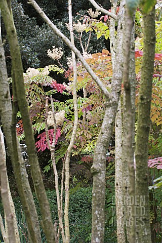 ARALIA_ELATA_JAPANESE_ANGELICA_TREE_AUTUMN_COLOUR_WITH_FLOWERS_SHOWING_SUCKERING_STEMS_SEPTEMBER