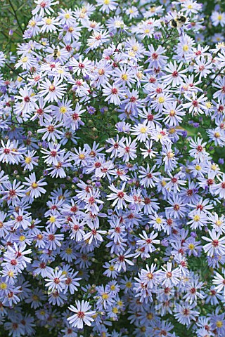 ASTER_LITTLE_CARLOW