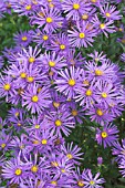 ASTER X FRIKARTII WUNDER VON STAFA