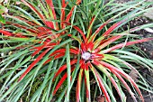 FASCICULARIA PITCAIRNIFOLIA