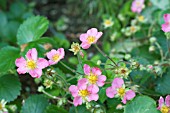 FRAGARIA PINK PANDA