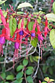 FUCHSIA MAGELLINICA GRACILIS AUREA