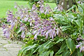 HOSTA GREEN FOUNTAIN