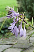 HOSTA GREEN FOUNTAIN