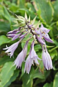 HOSTA GREEN FOUNTAIN