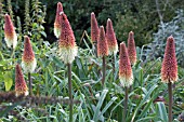 KNIPHOFIA CAULESCENS