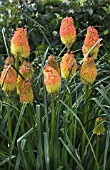 KNIPHOFIA ROOPERI