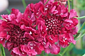 SCABIOSA CHILE PEPPER