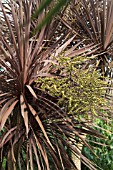 CORDYLINE PURPUREA GROUP