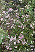 ASTER LATERIFLORUS HORIZONTALIS