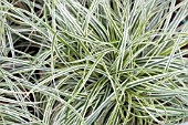 CAREX CONICA SNOWLINE