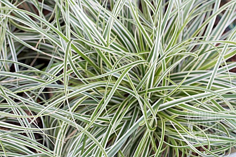 CAREX_CONICA_SNOWLINE