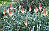 KNIPHOFIA CAULESCENS