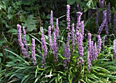 LIRIOPE MUSCARI