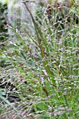 PANICUM VIRGATUM SQUAW