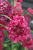 SCABIOSA CHILI PEPPER