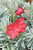 SCHIZOSTYLIS COCCINEA & EUPHORBIA SILVERSWAN (WILCOTT)