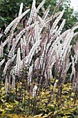 ACTAEA SIMPLEX ATROPURPUREA