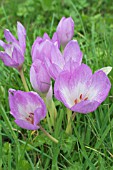 COLCHICUM SPECIOSUM