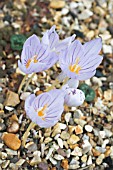 CROCUS PULCHELLUS