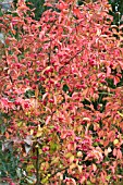 EUONYMUS EUROPEAUS