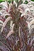 PANICUM VIRGATUM RUBRUM