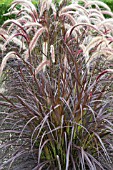 PANICUM VIRGATUM RUBRUM