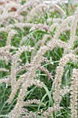 PENNISETUM TALL TAILS