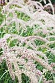 PENNISETUM TALL TAILS