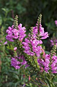 PHYSOSTEGIA VIRGINIANA SUMMER SPIRE