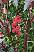 RICINUS COMMUNIS CARMENCITA