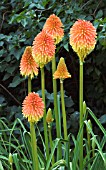 KNIPHOFIA ROOPERI