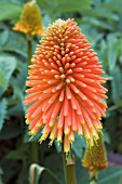 KNIPHOFIA ROOPERI