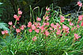 SCHIZOSTYLIS COCCINEA