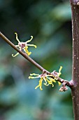 HAMAMELIS VIRGINIANA