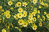 HELIANTHUS LEMON QUEEN