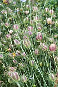 NIGELLA DAMASCENA