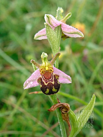 OPHRYS_APIFERA_BEE_ORCHID