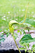 ARISAEMA HETEROPHYLLUM