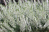 CALLUNA VULGARIS MADONNA