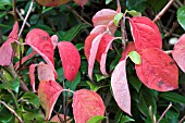 CORNUS FLORIDA
