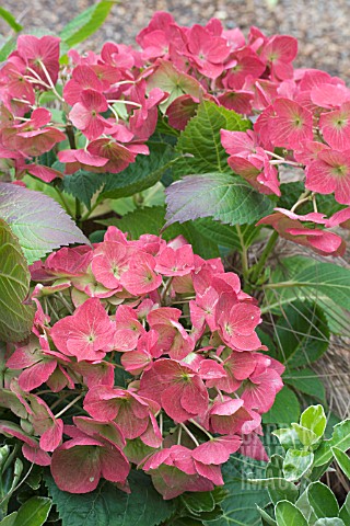 HYDRANGEA_MACROPHYLLA_ALTONA