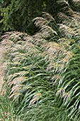 MISCANTHUS SINENSIS GRACILLIMUS