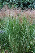 MISCANTHUS SINENSIS SILBERFEDER