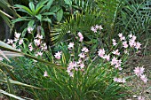 SCHIZOSTYLIS COCCINEA VISCOUNTESS BYNG