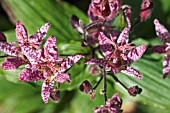 TRICYRTIS FORMOSA